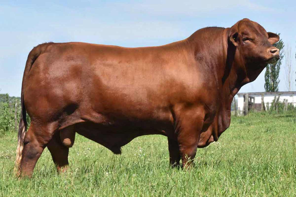 CERROJO